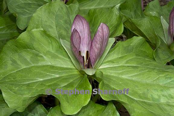 trillium chloropetalum 1 graphic